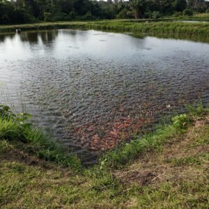 Alevin de Tilapia rouge