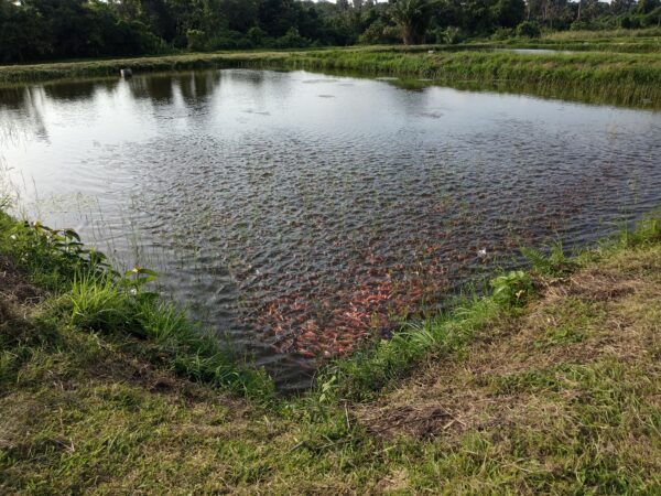 Alevin de Tilapia rouge