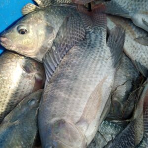 Poisson marchand de Tilapia noir