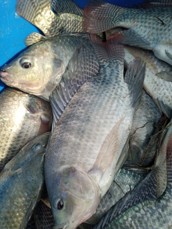 Poisson marchand de Tilapia noir