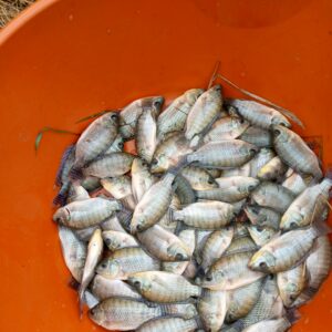 Alevin de Tilapia noir non sexé